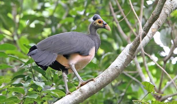 &quot;Maleo&quot; Burung Endemik Pulau Sulawesi ini Semakin Langka #SaveMaleo !!