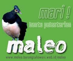 &quot;Maleo&quot; Burung Endemik Pulau Sulawesi ini Semakin Langka #SaveMaleo !!