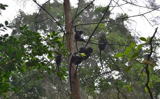 Setelah Danang tembak kucing, kini muncul Ozzy bedil Lutung Jawa
