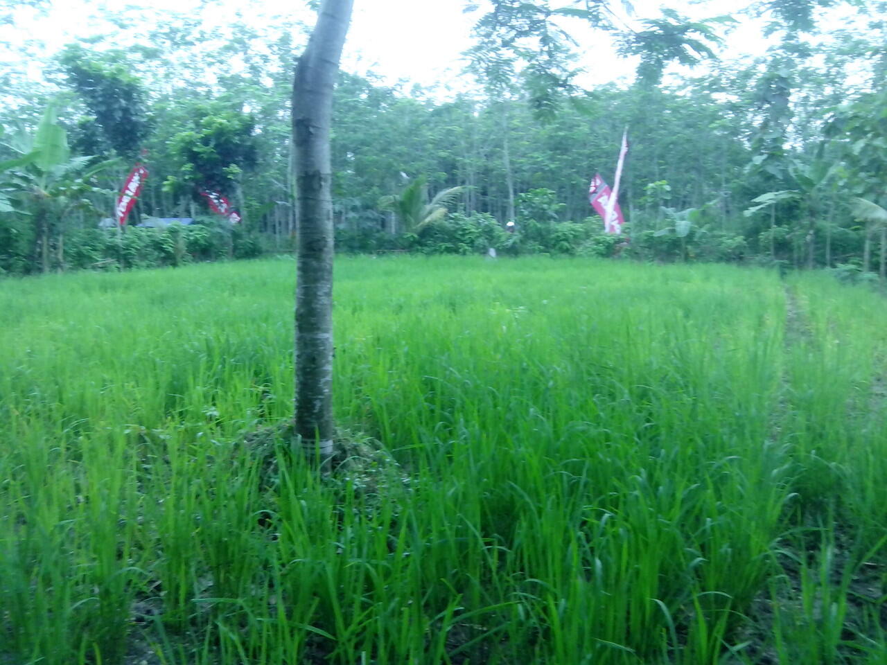 Kerjasama Investasi pohon/kebun/pertanian
