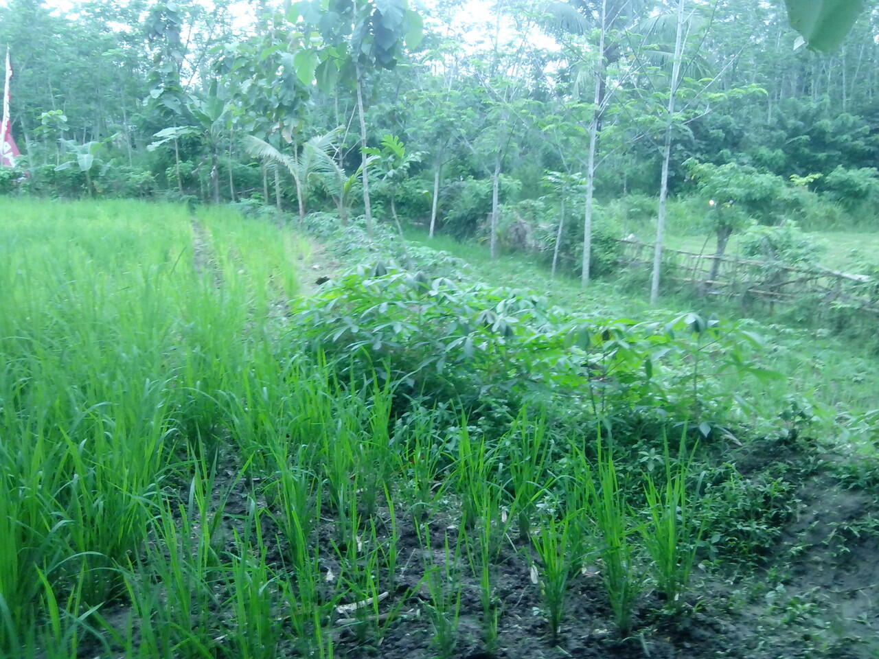 Kerjasama Investasi pohon/kebun/pertanian