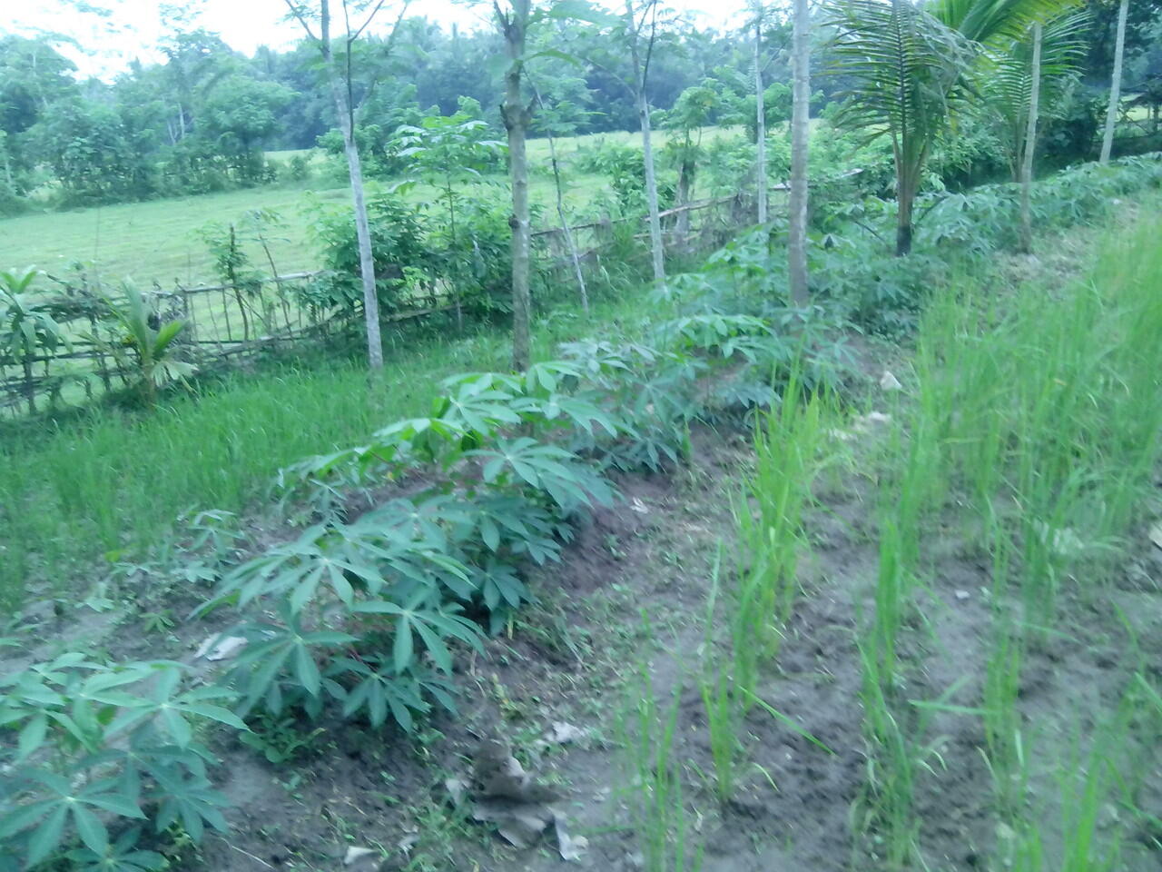 Kerjasama Investasi pohon/kebun/pertanian