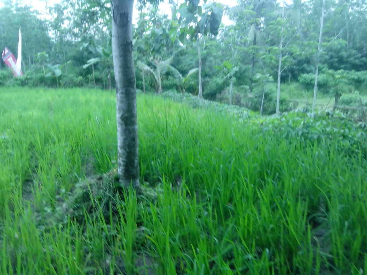 Kerjasama Investasi pohon/kebun/pertanian