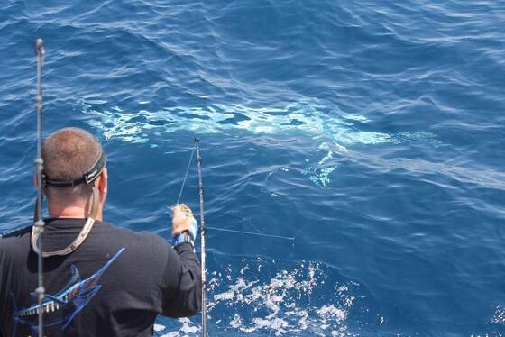 Ikan Marlin Putih Pertama Dalam Sejarah Yg Berhasil Ditangkap