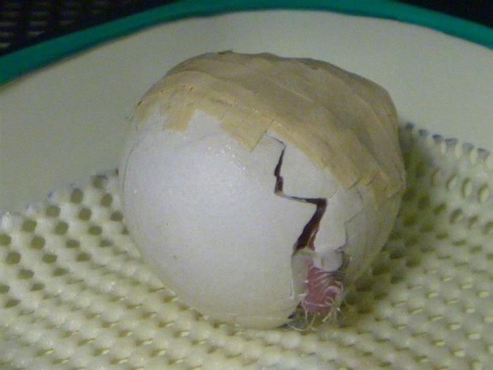 Telor Kakapo yang langka rusak, disolasi, trus dirawat sampe netas gan 