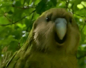 Telor Kakapo yang langka rusak, disolasi, trus dirawat sampe netas gan 
