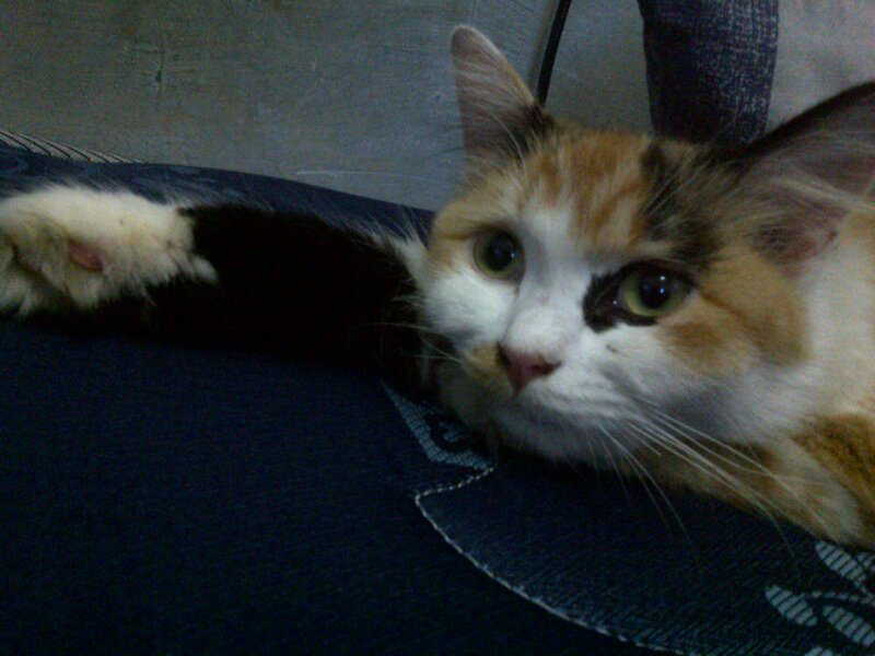 tolongin gan terawangin kucing ane yg ilang udah seminggu lebih