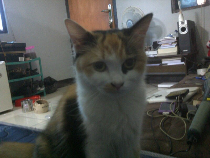 tolongin gan terawangin kucing ane yg ilang udah seminggu lebih