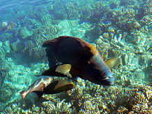 KEINDAHAN WAKATOBI