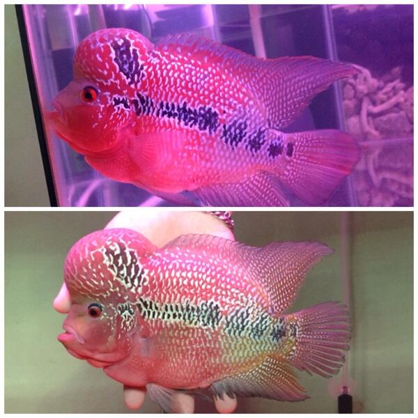 NUBI IZIN SHARE FLOWERHORN A.K.A LOUHAN YA { PENGGEMAR LOUHAN MASUPPPPPP }