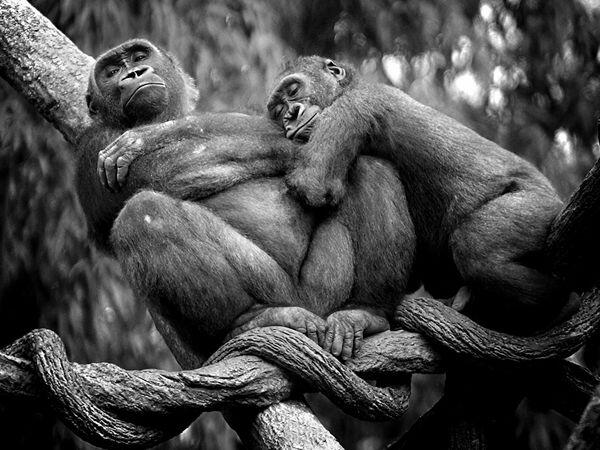Beragam Foto Menggemaskan dari Sepasang Hewan yang Membuat Agan Terpukau