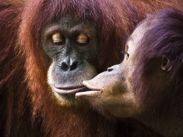 Beragam Foto Menggemaskan dari Sepasang Hewan yang Membuat Agan Terpukau