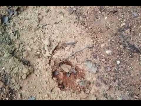 Beberapa Hoax Seputar Binatang