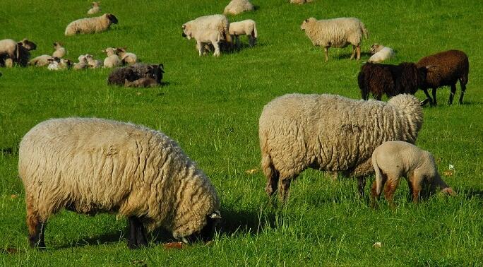 Beberapa Hoax Seputar Binatang