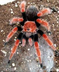 Tarantula ku