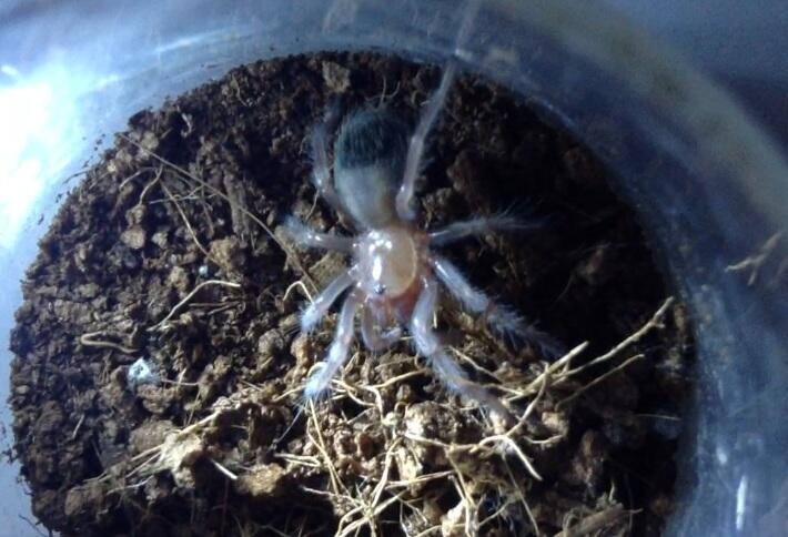 Tarantula ku