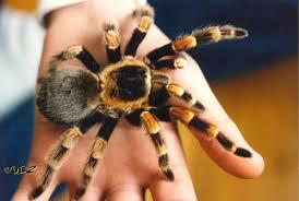 Tarantula ku