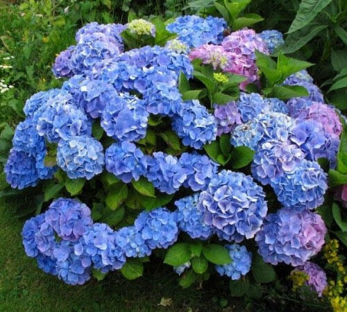 Bunga Termahal di Dunia