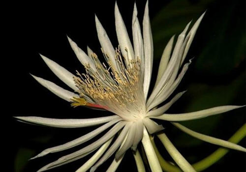 Bunga Termahal di Dunia