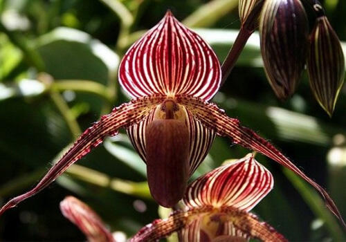 Bunga Termahal di Dunia