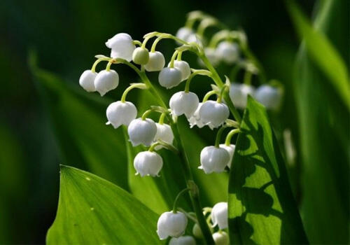 Bunga Termahal di Dunia