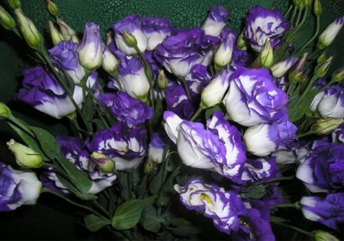 Bunga Termahal di Dunia