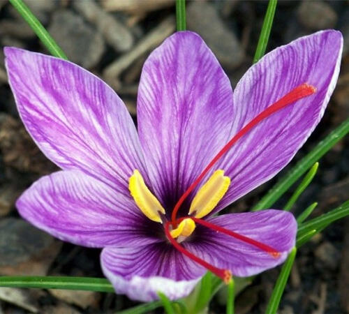 Bunga Termahal di Dunia