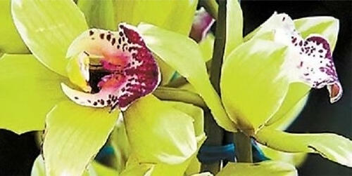 Bunga Termahal di Dunia