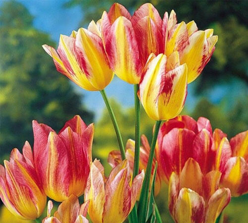 Bunga Termahal di Dunia