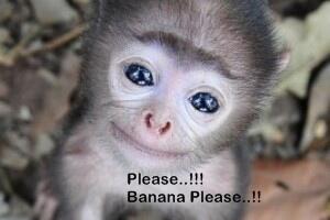 Please Sir