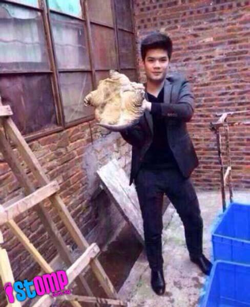 French Kiss sama kura-kura