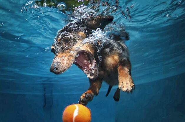 Foto | Polah Anjing di Dalam Air