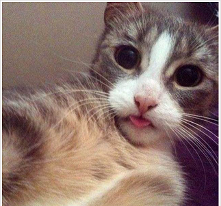 &#91;wow&#93; Lucunya Kucing-kucing ini Berfoto Selfie Gan.. 