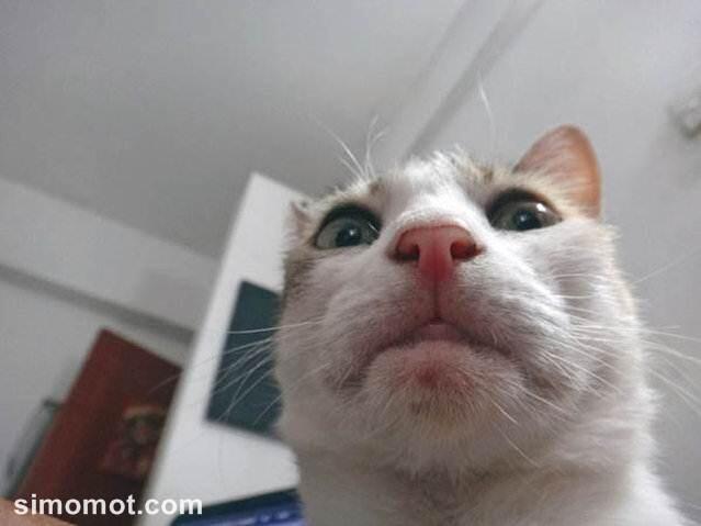 &#91;wow&#93; Lucunya Kucing-kucing ini Berfoto Selfie Gan.. 