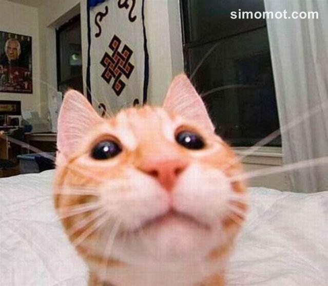 &#91;wow&#93; Lucunya Kucing-kucing ini Berfoto Selfie Gan.. 