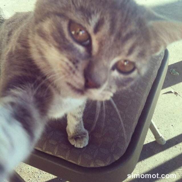 &#91;wow&#93; Lucunya Kucing-kucing ini Berfoto Selfie Gan.. 