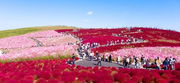 Pemandangan Menakjubkan Taman Bunga “Hitachi Seaside” di Jepang