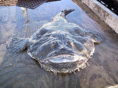 Ikan-ikan teraneh dan terbesar