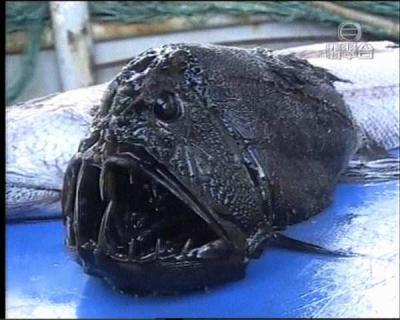 Ikan-ikan teraneh dan terbesar