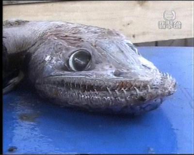 Ikan-ikan teraneh dan terbesar