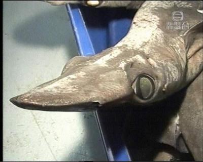 Ikan-ikan teraneh dan terbesar