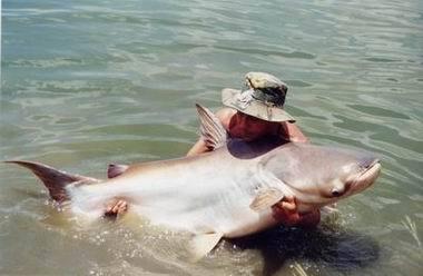 Ikan-ikan teraneh dan terbesar