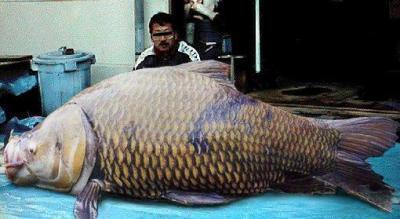 Ikan-ikan teraneh dan terbesar