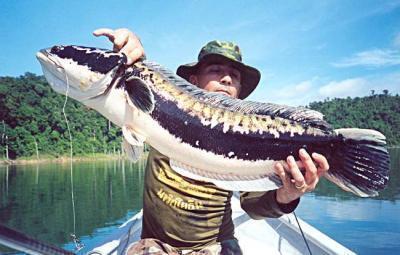 Ikan-ikan teraneh dan terbesar