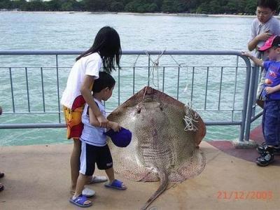Ikan-ikan teraneh dan terbesar