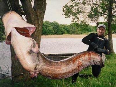 Ikan-ikan teraneh dan terbesar