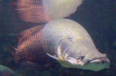 Ikan-ikan teraneh dan terbesar