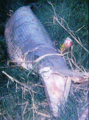 Ikan-ikan teraneh dan terbesar