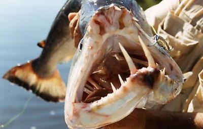 Ikan-ikan teraneh dan terbesar