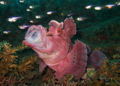 Selat Lembeh, One of The Greatest Dive Sites in The World